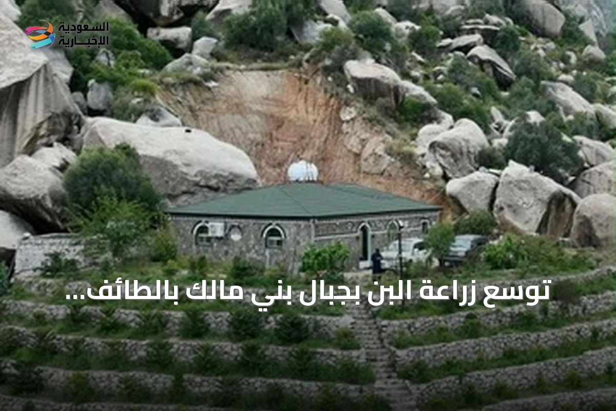 توسع زراعة البن بجبال بني مالك بالطائف يدعم التنمية الريفية