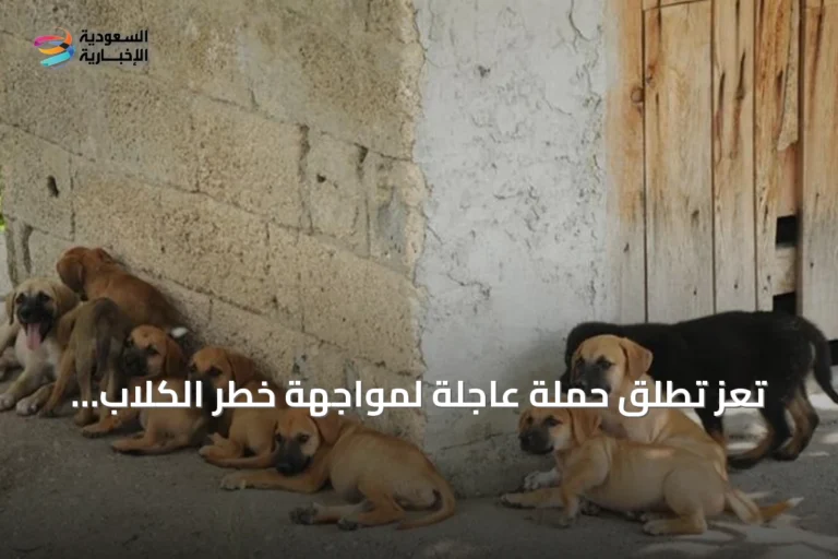 تعز تطلق حملة عاجلة لمواجهة خطر الكلاب الضالة بعد تسجيل 540 حالة عض