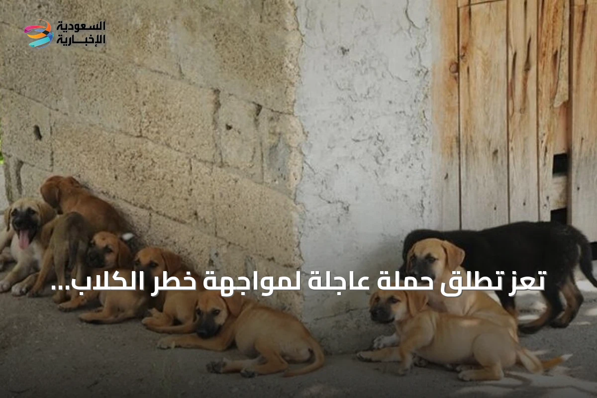 تعز تطلق حملة عاجلة لمواجهة خطر الكلاب الضالة بعد تسجيل 540 حالة عض