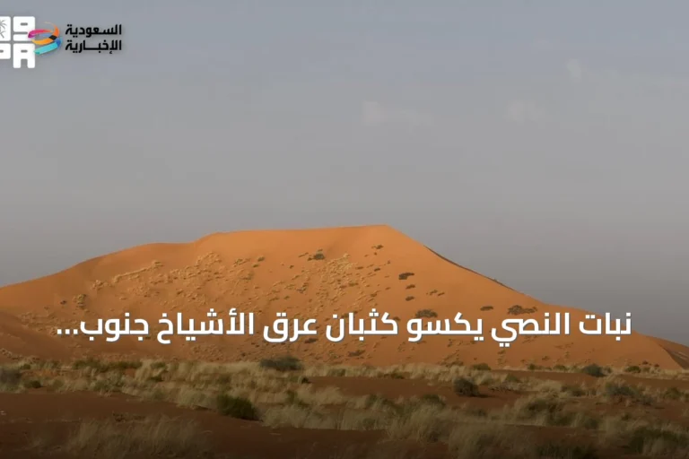 نبات النصي يكسو كثبان عرق الأشياخ جنوب رفحاء ويعزز التنوع النباتي