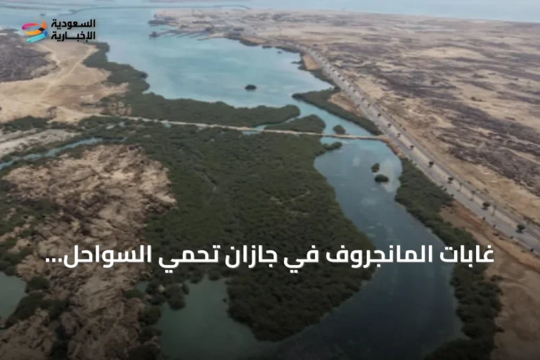 غابات المانجروف في جازان تحمي السواحل وتخزّن الكربون بفضل 23 مليون شجرة