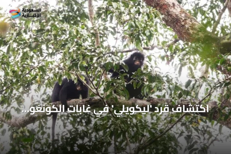 اكتشاف قرد 'ليكويلي' في غابات الكونغو يفتح نافذة على تنوع حيوي غير معروف