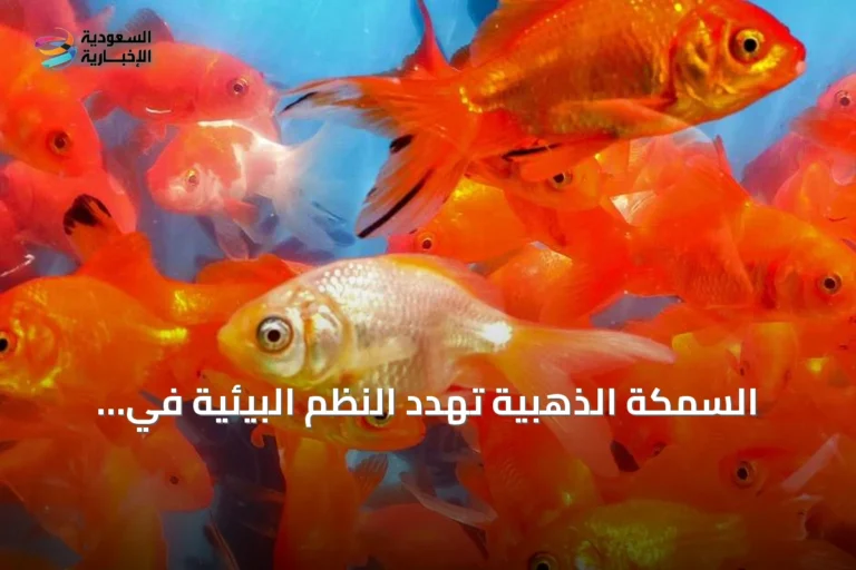 السمكة الذهبية تهدد النظم البيئية في كندا.. حملة توعية غير مسبوقة في ألبرتا