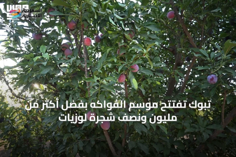 تبوك تُفتتح موسم الفواكه بفضل أكثر من مليون ونصف شجرة لوزيات