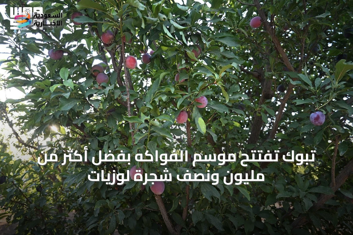 تبوك تُفتتح موسم الفواكه بفضل أكثر من مليون ونصف شجرة لوزيات