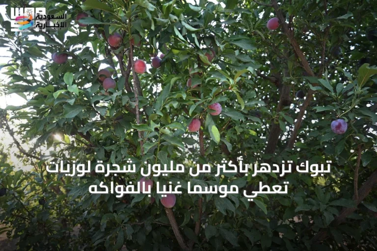 تبوك تزدهر بأكثر من مليون شجرة لوزيات تُعطي موسمًا غنيًا بالفواكه