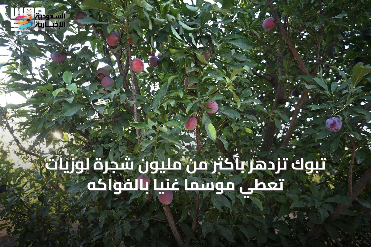 تبوك تزدهر بأكثر من مليون شجرة لوزيات تُعطي موسمًا غنيًا بالفواكه