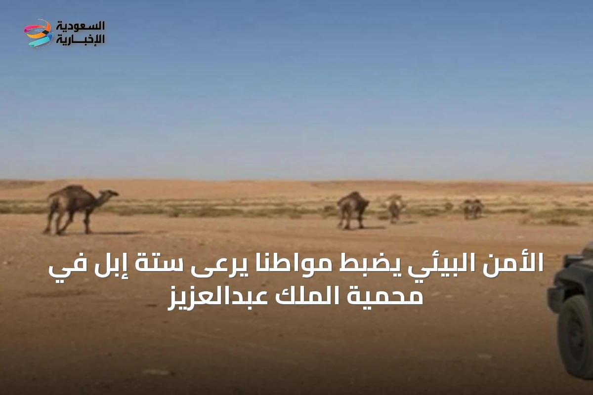 الأمن البيئي يضبط مواطناً يرعى ستة إبل في محمية الملك عبدالعزيز