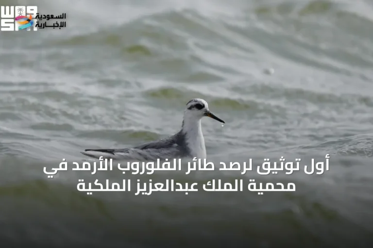 أول توثيق لرصد طائر الفلوروب الأرمد في محمية الملك عبدالعزيز الملكية