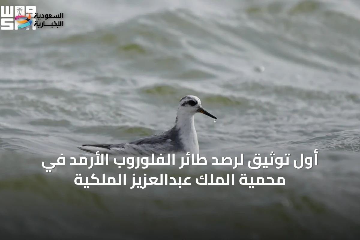 أول توثيق لرصد طائر الفلوروب الأرمد في محمية الملك عبدالعزيز الملكية