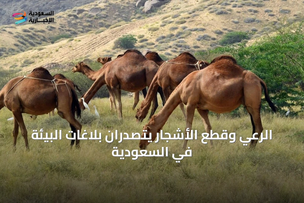 الرعي وقطع الأشجار يتصدران بلاغات البيئة في السعودية