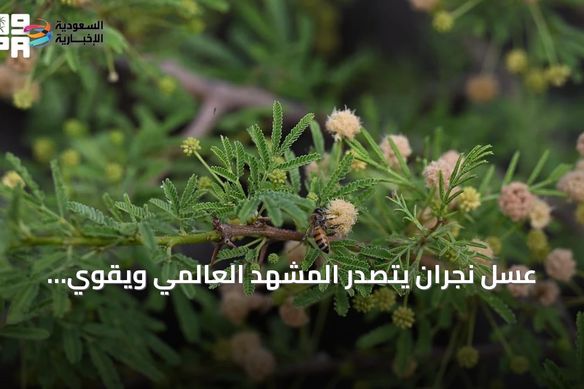 عسل نجران يتصدر المشهد العالمي ويقوي الاقتصاد المحلي