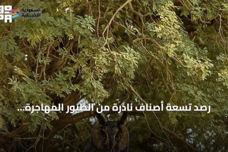 رصد تسعة أصناف نادرة من الطيور المهاجرة داخل محمية الملك عبدالعزيز الملكية لأول مرة