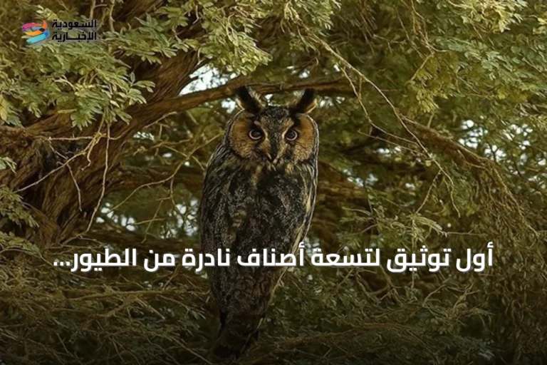 أول توثيق لتسعة أصناف نادرة من الطيور المهاجرة بمحمية الملك عبدالعزيز