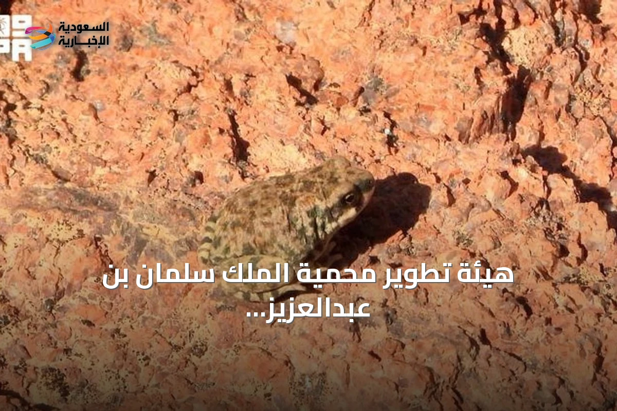 هيئة تطوير محمية الملك سلمان بن عبدالعزيز الملكية توثق سلوكاً نادراً للافتراس الذاتي العكسي لدى العلجوم العربي