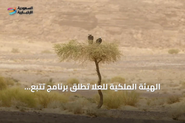 الهيئة الملكية للعُلا تطلق برنامج تتبع نسر الأذون بالتعاون مع جامعة الملك عبدالله للعلوم والتقنية
