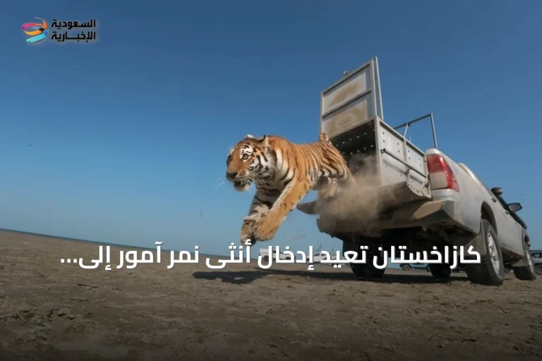 كازاخستان تعيد إدخال أنثى نمر آمور إلى البرية بعد انقراض دام سبعة عقود