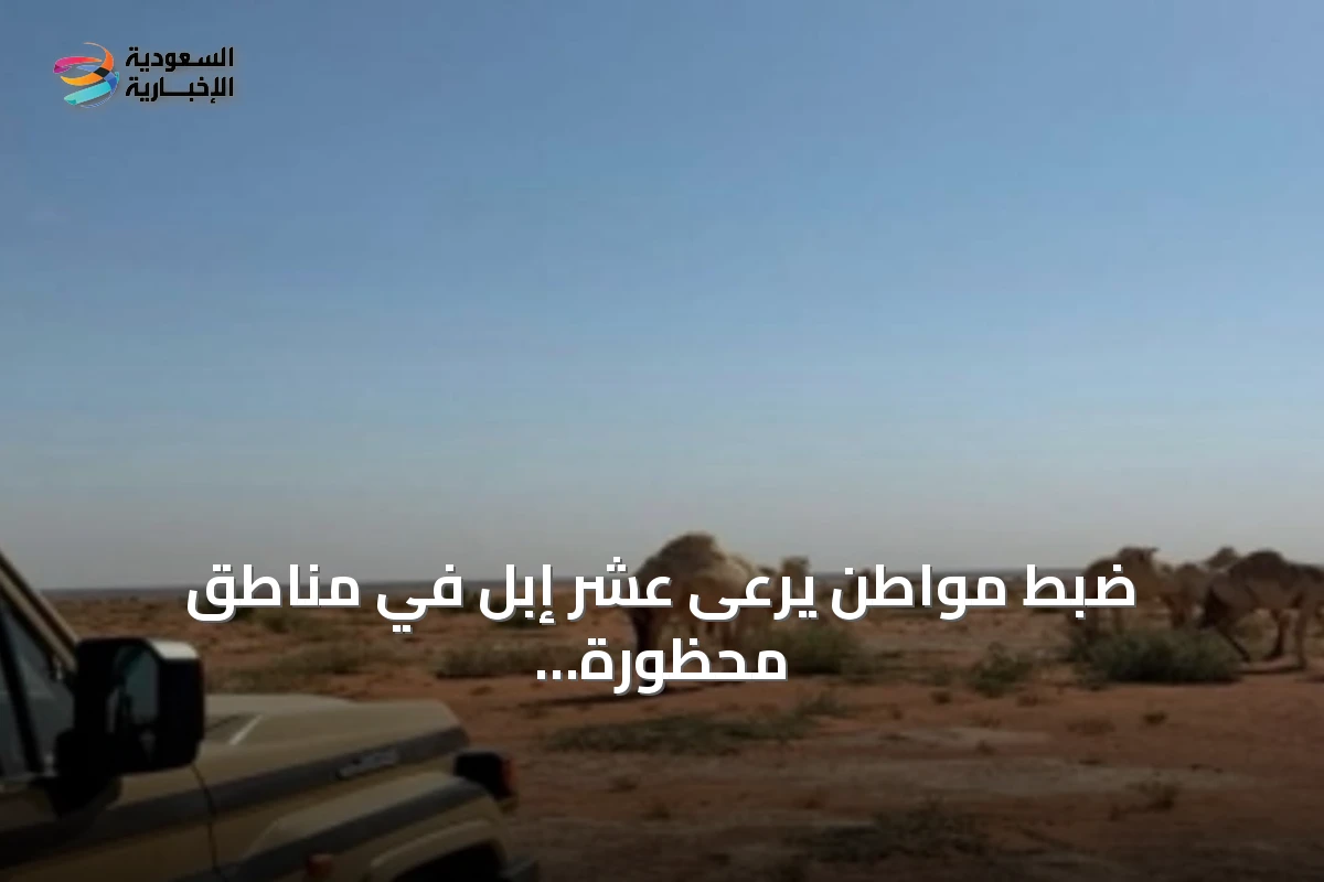 ضبط مواطن يرعى عشر إبل في مناطق محظورة بالمحمية الملكية