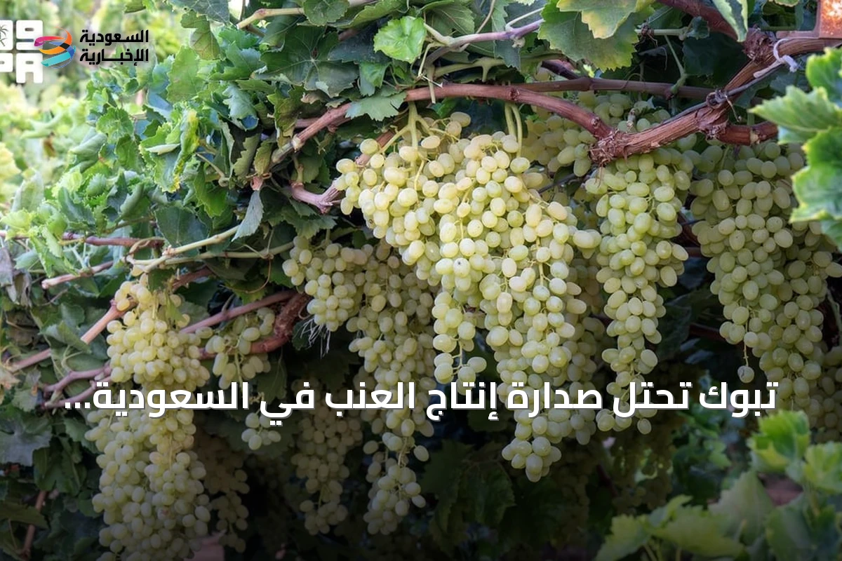 تبوك تحتل صدارة إنتاج العنب في السعودية بـ 1.5 مليون شجرة مثمرة