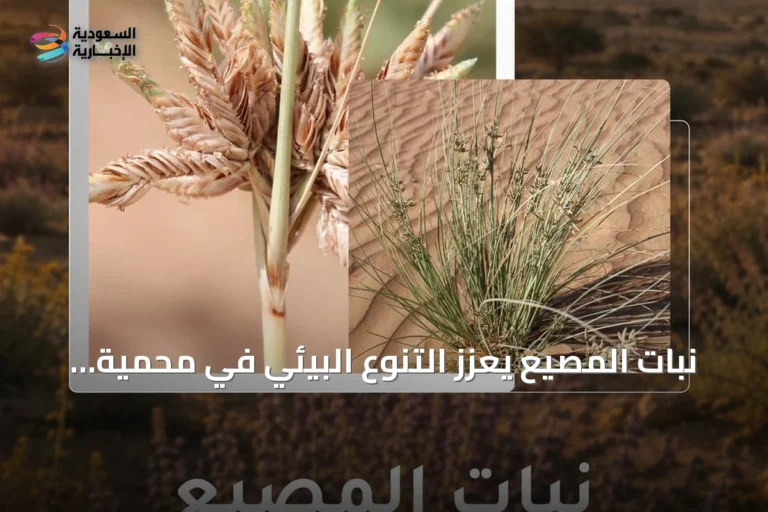 نبات المصيع يعزز التنوع البيئي في محمية الملك سلمان الملكية