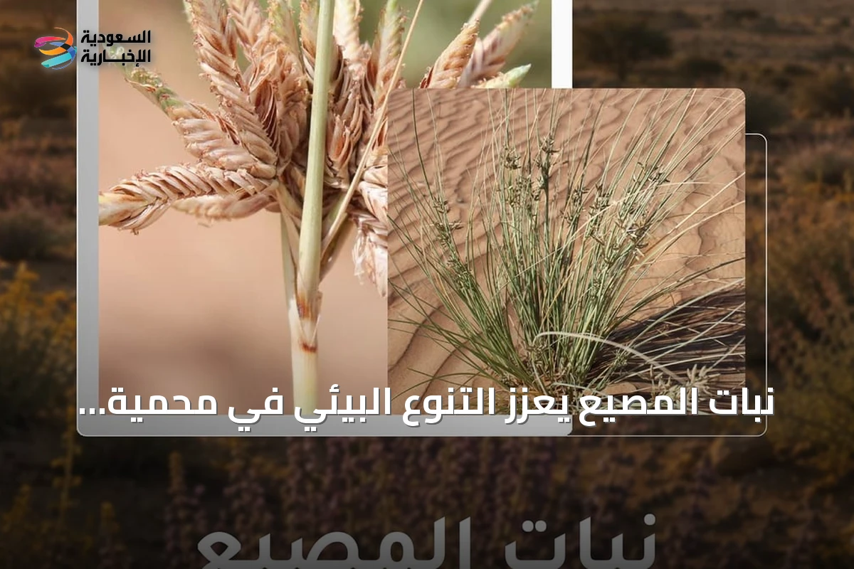 نبات المصيع يعزز التنوع البيئي في محمية الملك سلمان الملكية