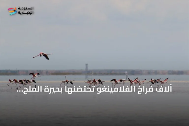 آلاف فراخ الفلامينغو تحتضنها بحيرة الملح التركية في مشهد نادر