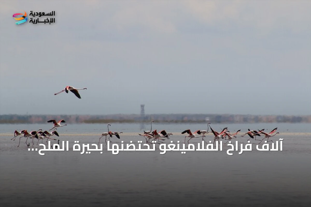 آلاف فراخ الفلامينغو تحتضنها بحيرة الملح التركية في مشهد نادر