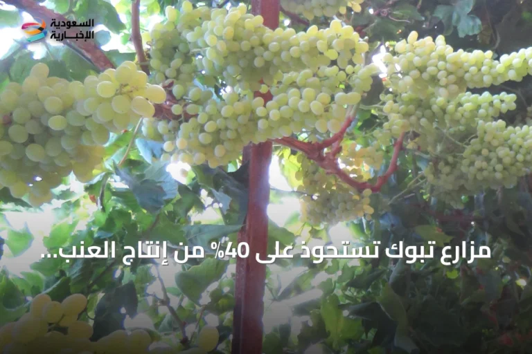مزارع تبوك تستحوذ على 40% من إنتاج العنب في المملكة بأكثر من 1.5 مليون شجرة