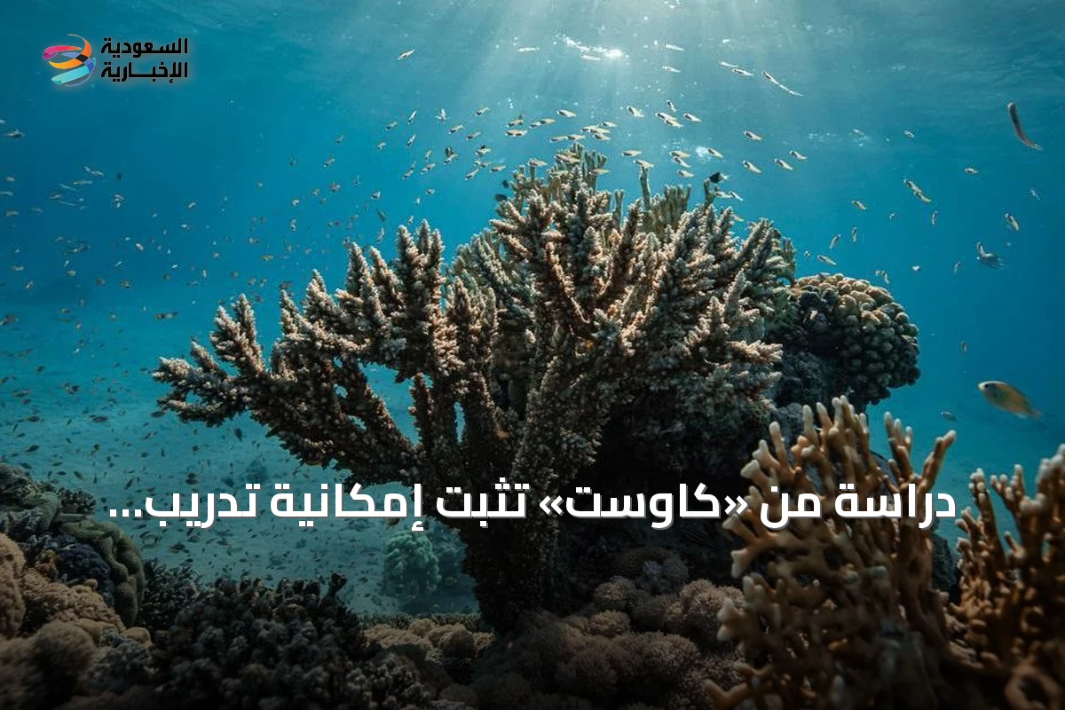 دراسة من «كاوست» تثبت إمكانية تدريب المرجان على مقاومة الأمراض عبر «التهيئة الممرضة»