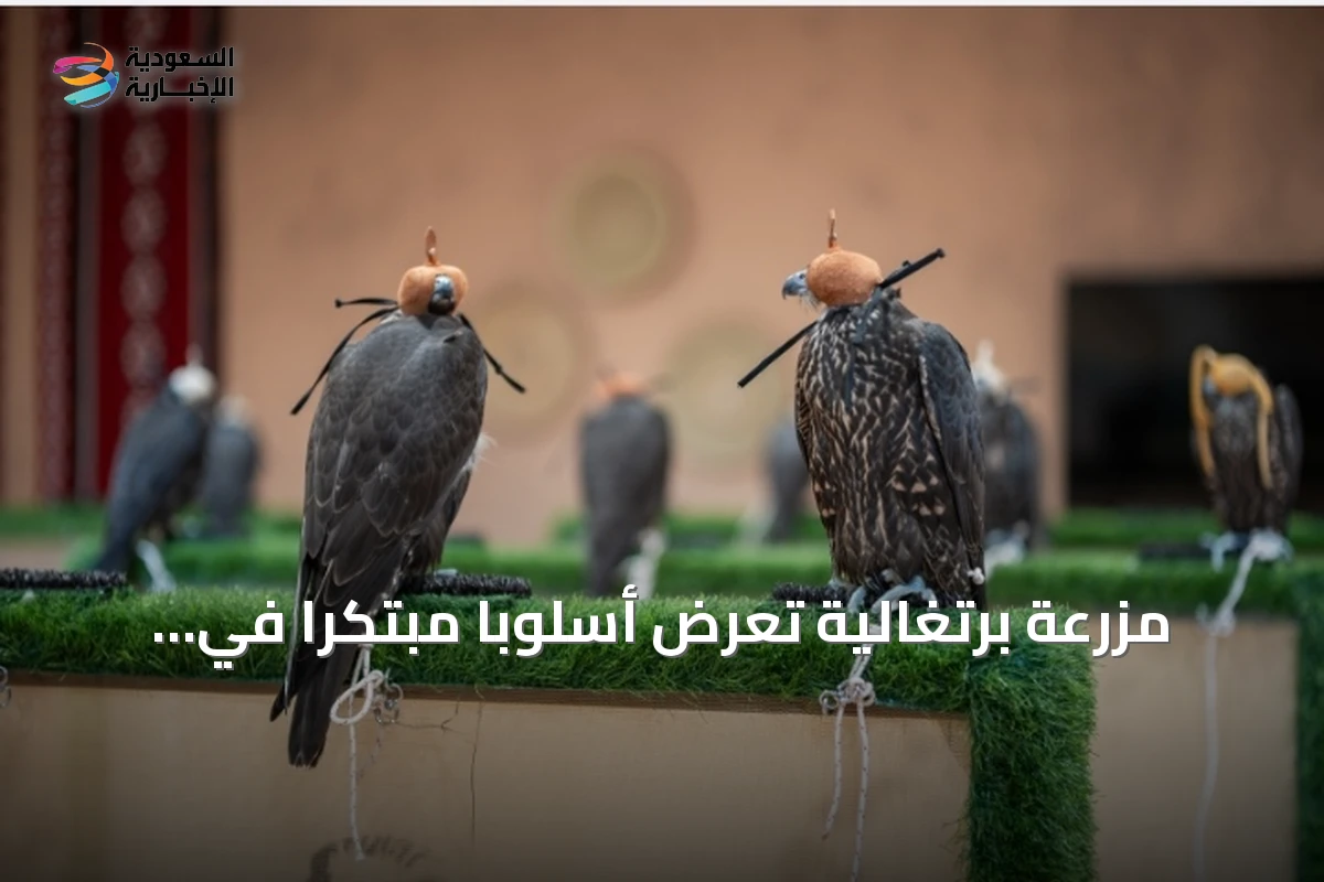 مزرعة برتغالية تعرض أسلوباً مبتكراً في تربية صقور السباقات ضمن المزاد الدولي