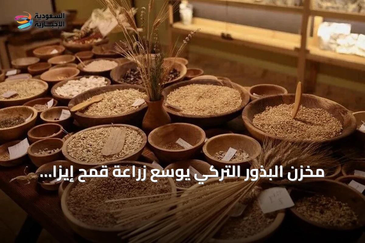 مخزن البذور التركي يوسع زراعة قمح إيزا التاريخي الذي يعود لـ12 ألف عام