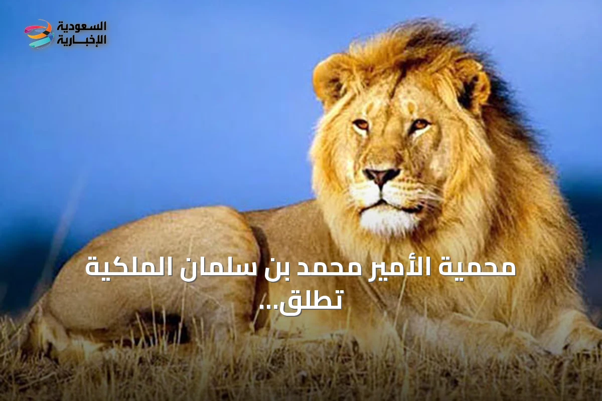 محمية الأمير محمد بن سلمان الملكية تطلق خطة إعادة توطين الأسد الآسيوي المهدد بالانقراض