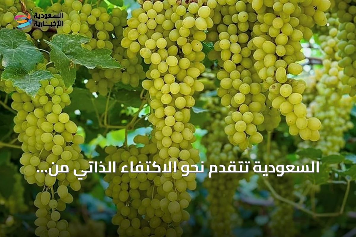 السعودية تتقدم نحو الاكتفاء الذاتي من الفواكه بدعم رؤية 2030