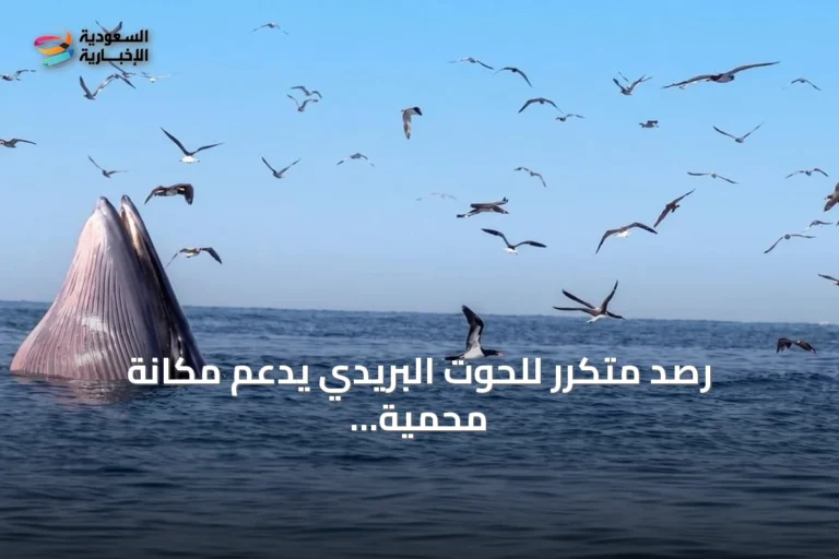 رصد متكرر للحوت البريدي يدعم مكانة محمية جزر فرسان كوجهة للحياة الفطرية