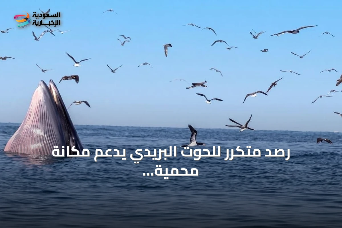 رصد متكرر للحوت البريدي يدعم مكانة محمية جزر فرسان كوجهة للحياة الفطرية