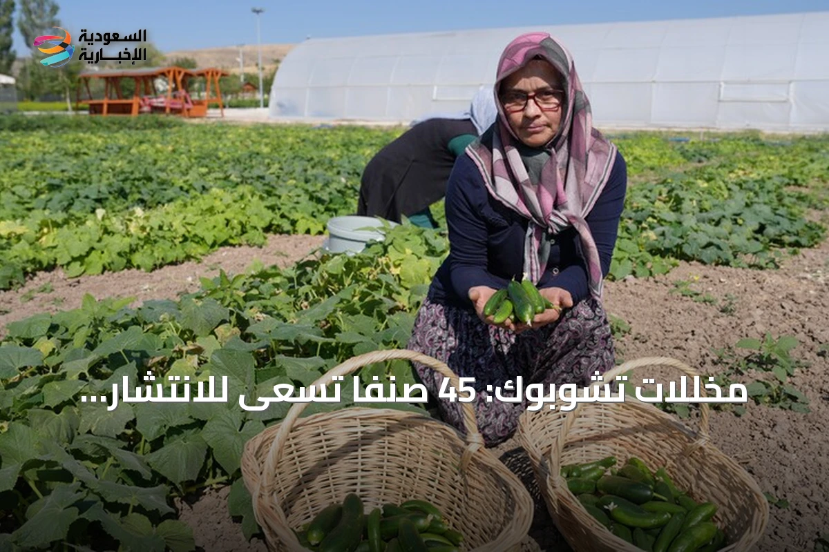 مخللات تشوبوك: 45 صنفًا تسعى للانتشار العالمي