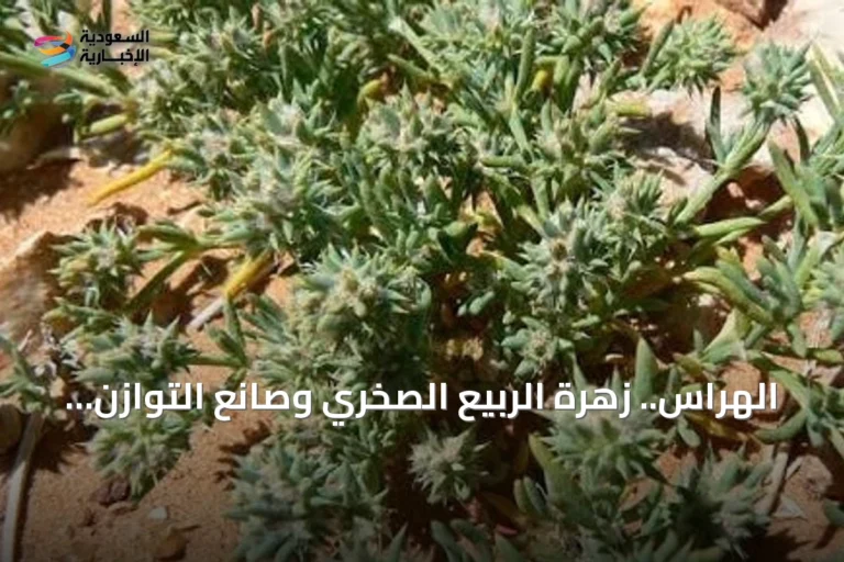 الهراس.. زهرة الربيع الصخري وصانع التوازن البيئي