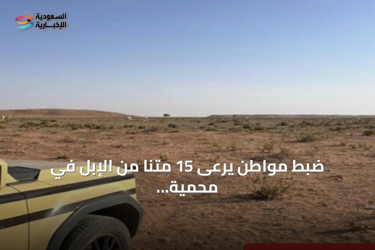 ضبط مواطن يرعى 15 متنًا من الإبل في محمية الملك عبدالعزيز الملكية وتطبيق غرامة 500 ريال لكل متن