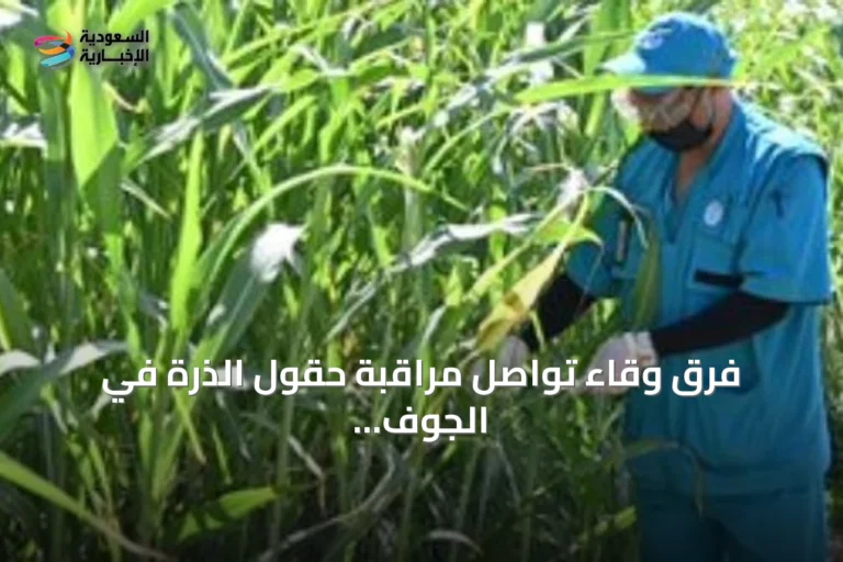 فرق وقاء تواصل مراقبة حقول الذرة في الجوف للكشف عن دودة الحشد الخريفية