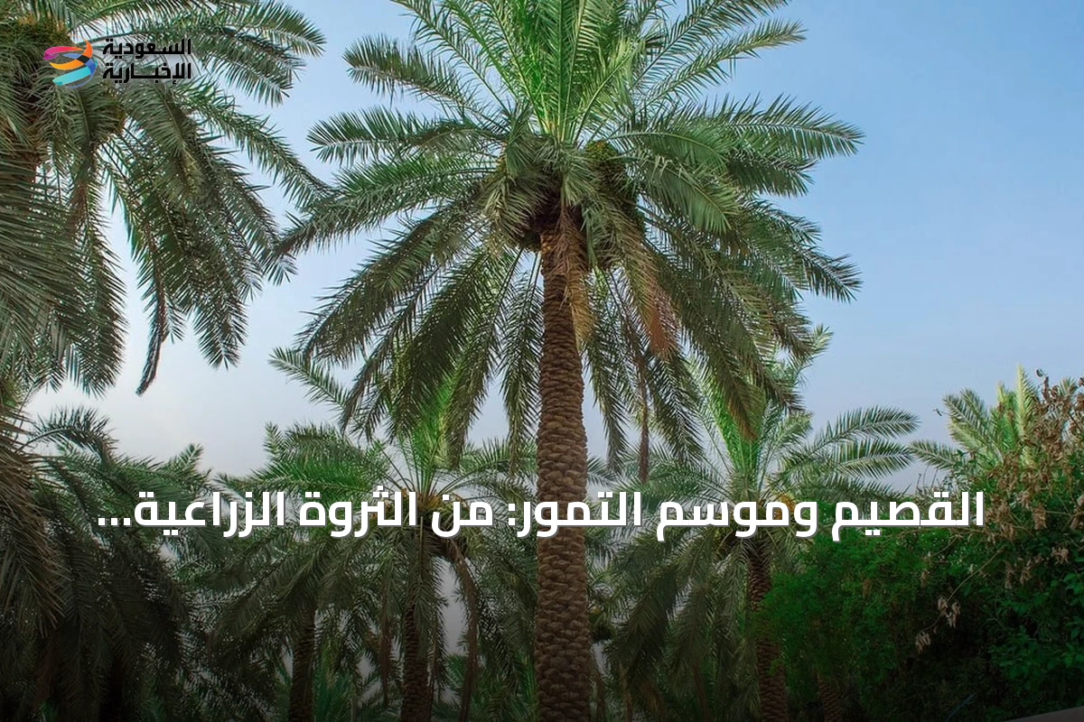 القصيم وموسم التمور: من الثروة الزراعية إلى محرك اقتصادي شامل