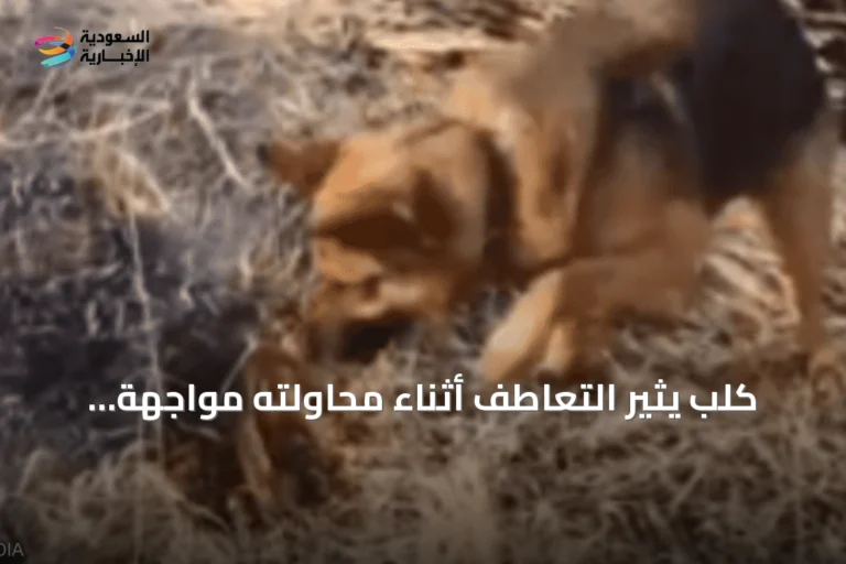 كلب يثير التعاطف أثناء محاولته مواجهة نيران حرائق الجزائر