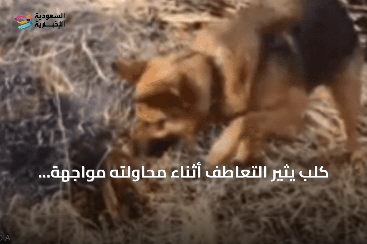كلب يثير التعاطف أثناء محاولته مواجهة نيران حرائق الجزائر