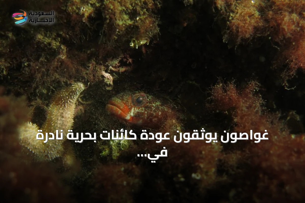 غواصون يوثقون عودة كائنات بحرية نادرة في جزر الأمراء ببحر مرمرة