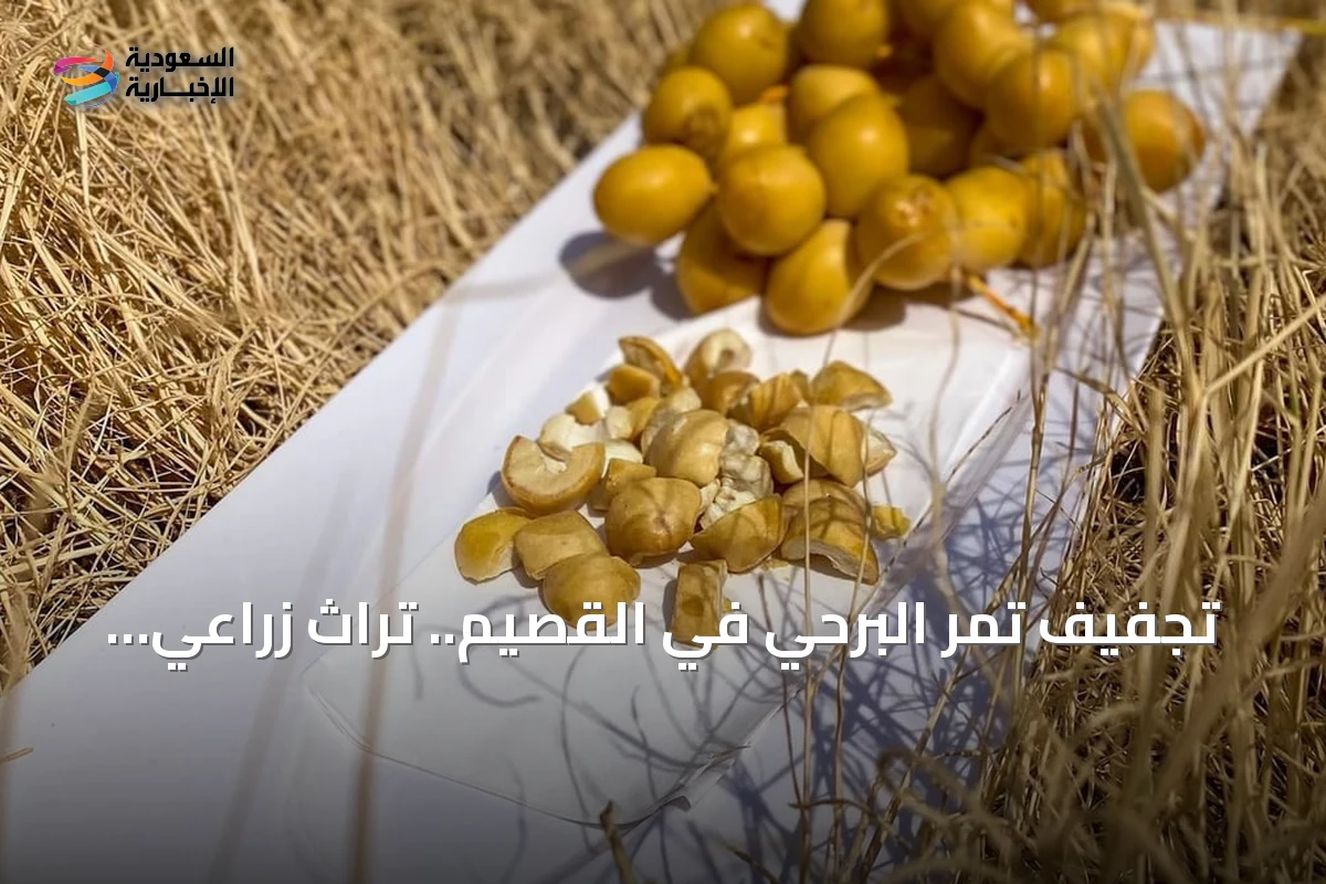 تجفيف تمر البرحي في القصيم.. تراث زراعي لحفظ المحصول وتقليل الفاقد