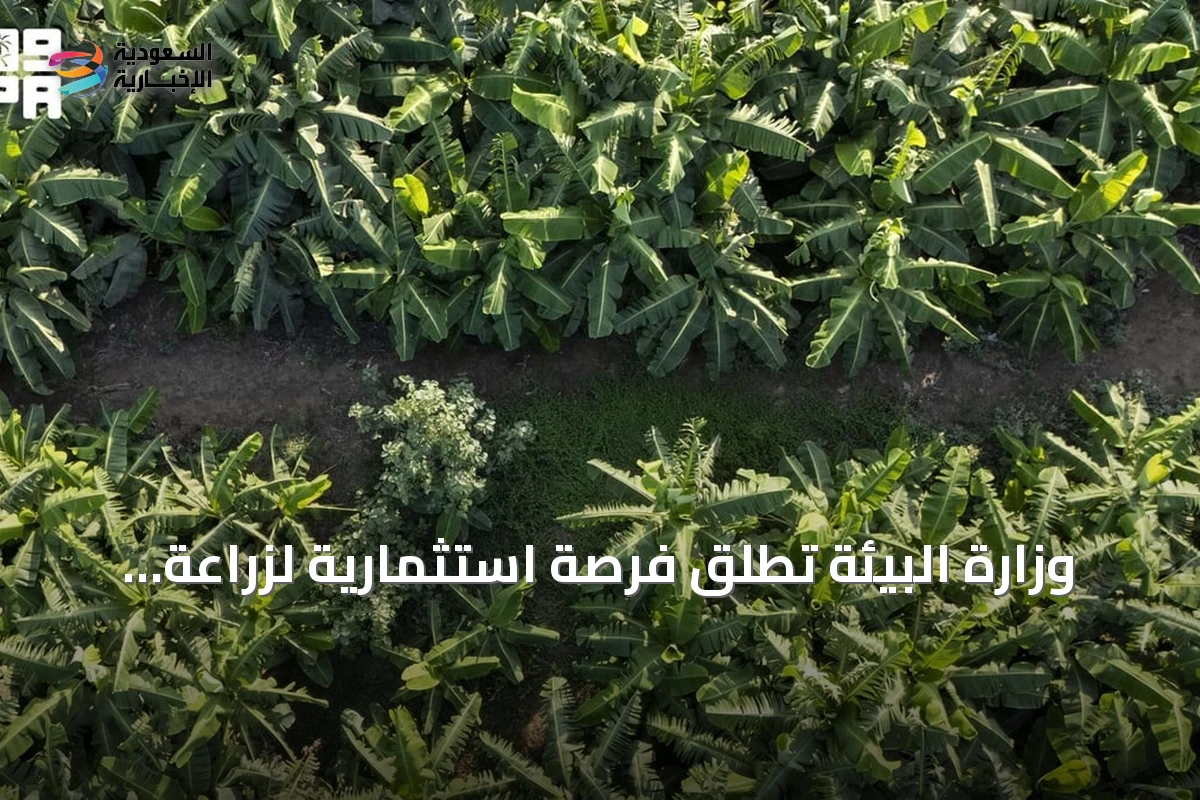وزارة البيئة تطلق فرصة استثمارية لزراعة الفواكه الاستوائية في بيش بجازان