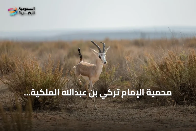 محمية الإمام تركي بن عبدالله الملكية: تنوع بيئي فريد في شمال شرق المملكة