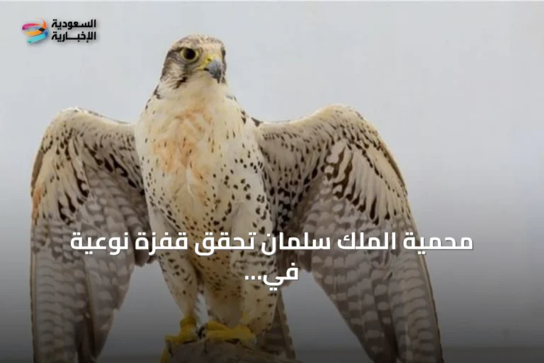 محمية الملك سلمان تحقق قفزة نوعية في أعداد النسور بنسب زيادة قياسية