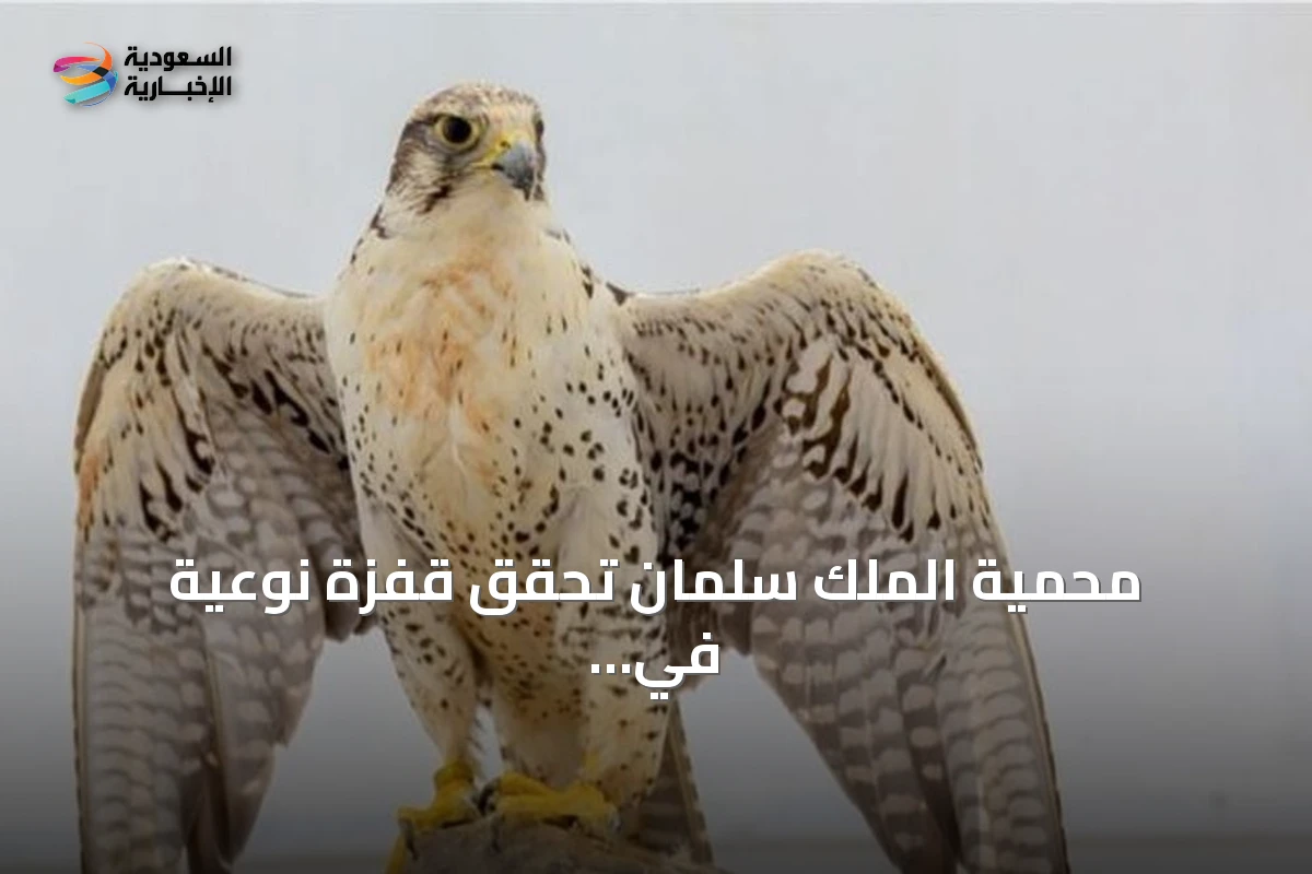 محمية الملك سلمان تحقق قفزة نوعية في أعداد النسور بنسب زيادة قياسية