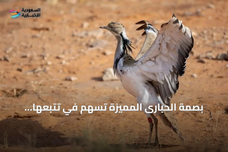 بصمة الحبارى المميزة تُسهم في تتبعها وتدعم الحفاظ على البيئة