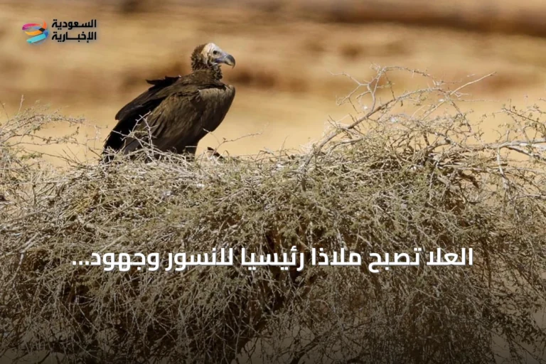 العُلا تُصبح ملاذاً رئيسياً للنسور وجهود مستمرة لحماية الأنواع المهددة